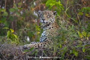 Beautiful Jaguar Photography Tour in the Pantanal.