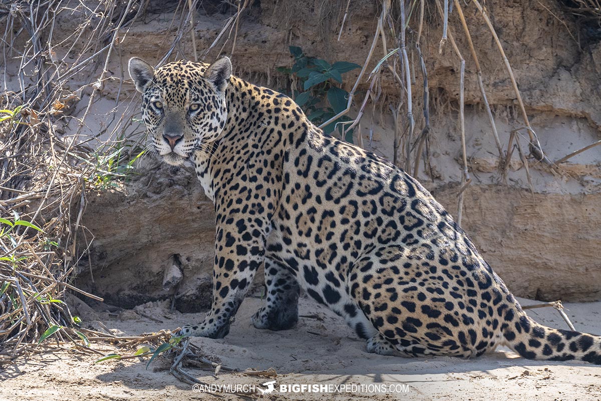 Jaguar photography tour in the Brazilian Pantanal.