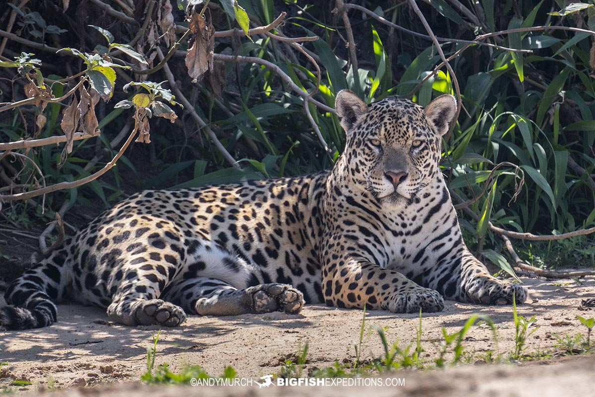 Jaguar photography tour in the Brazilian Pantanal.