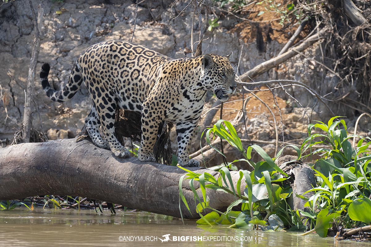 Jaguar stalking prey in the Brazilian Pantanal.