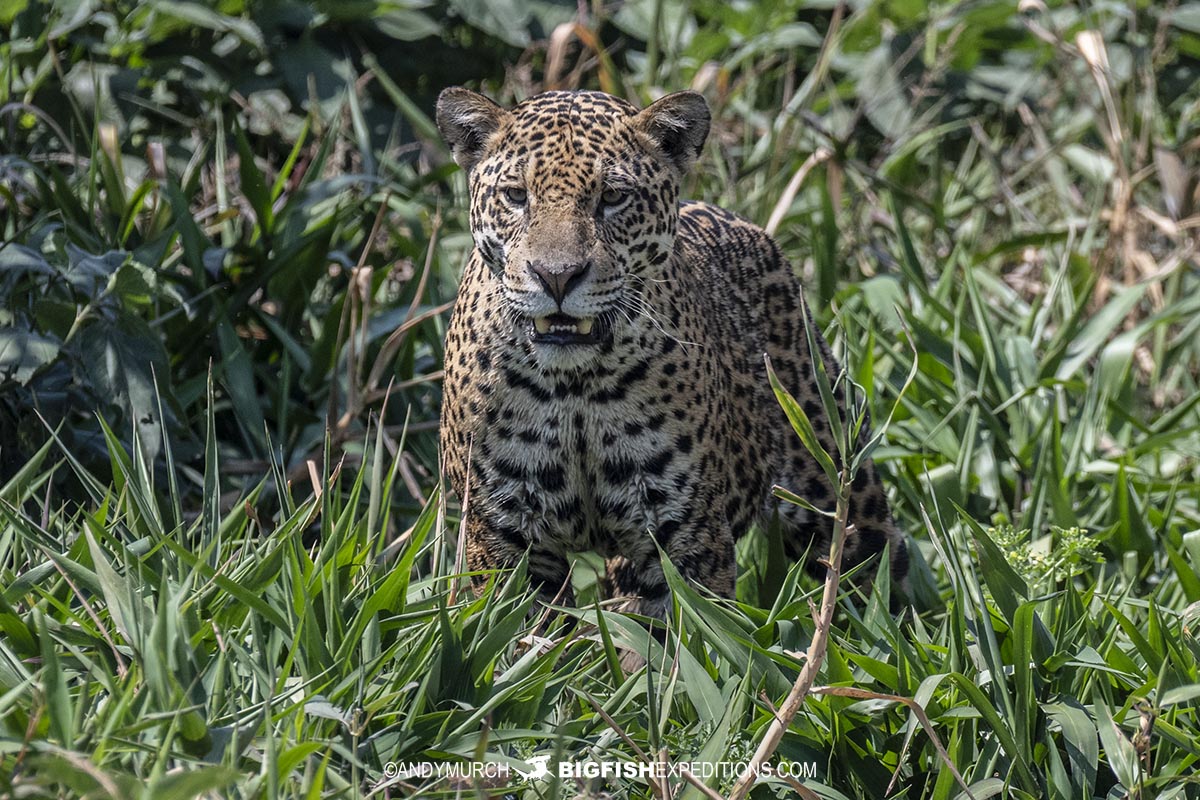 Jaguar stalking prey in the Brazilian Pantanal.