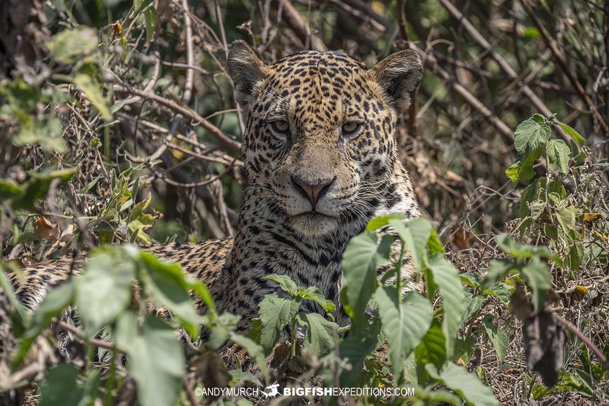 Jaguar hunting for lunch in the Brazilian Pantanal.