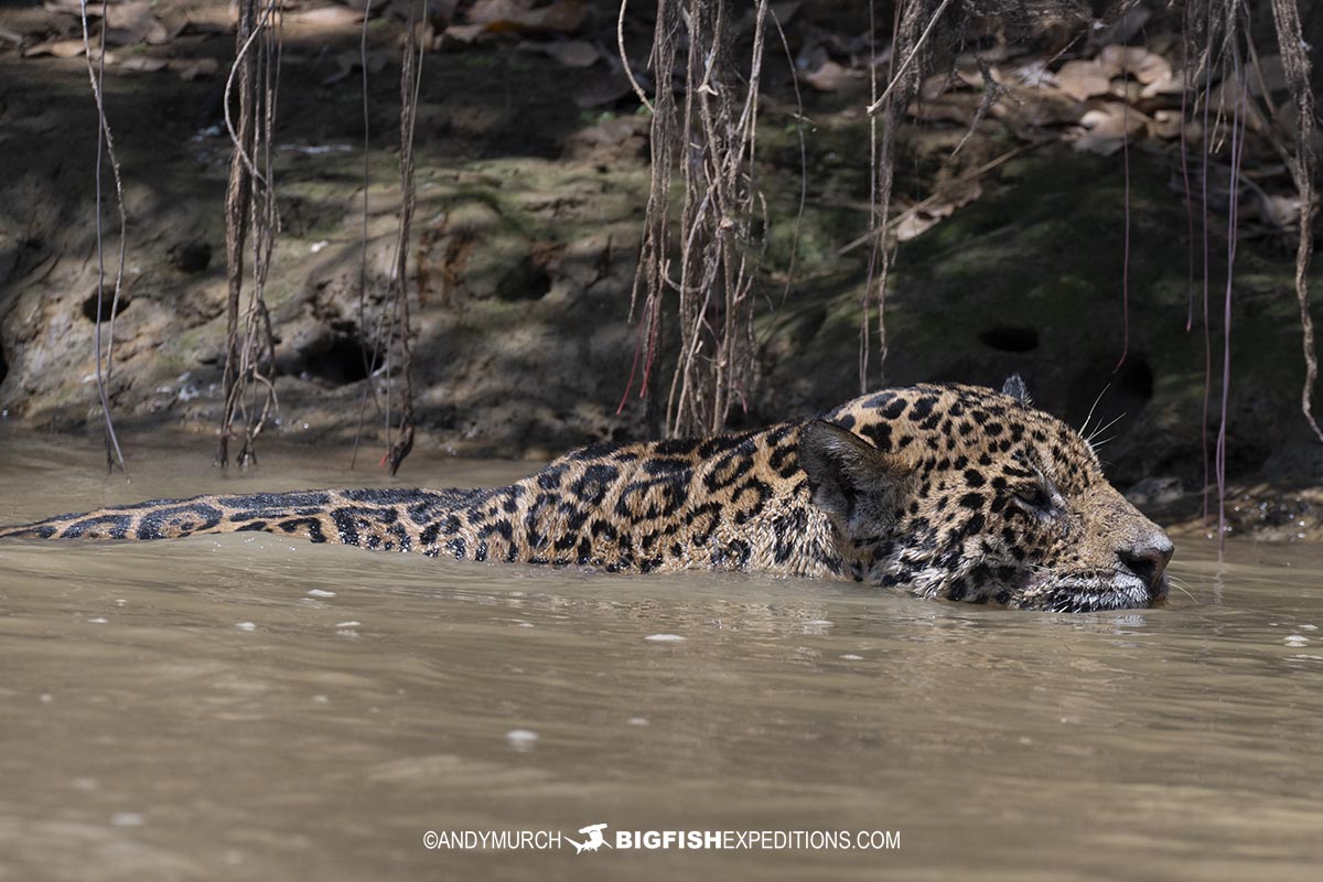 Jaguar swimming in the Brazilian Pantanal.