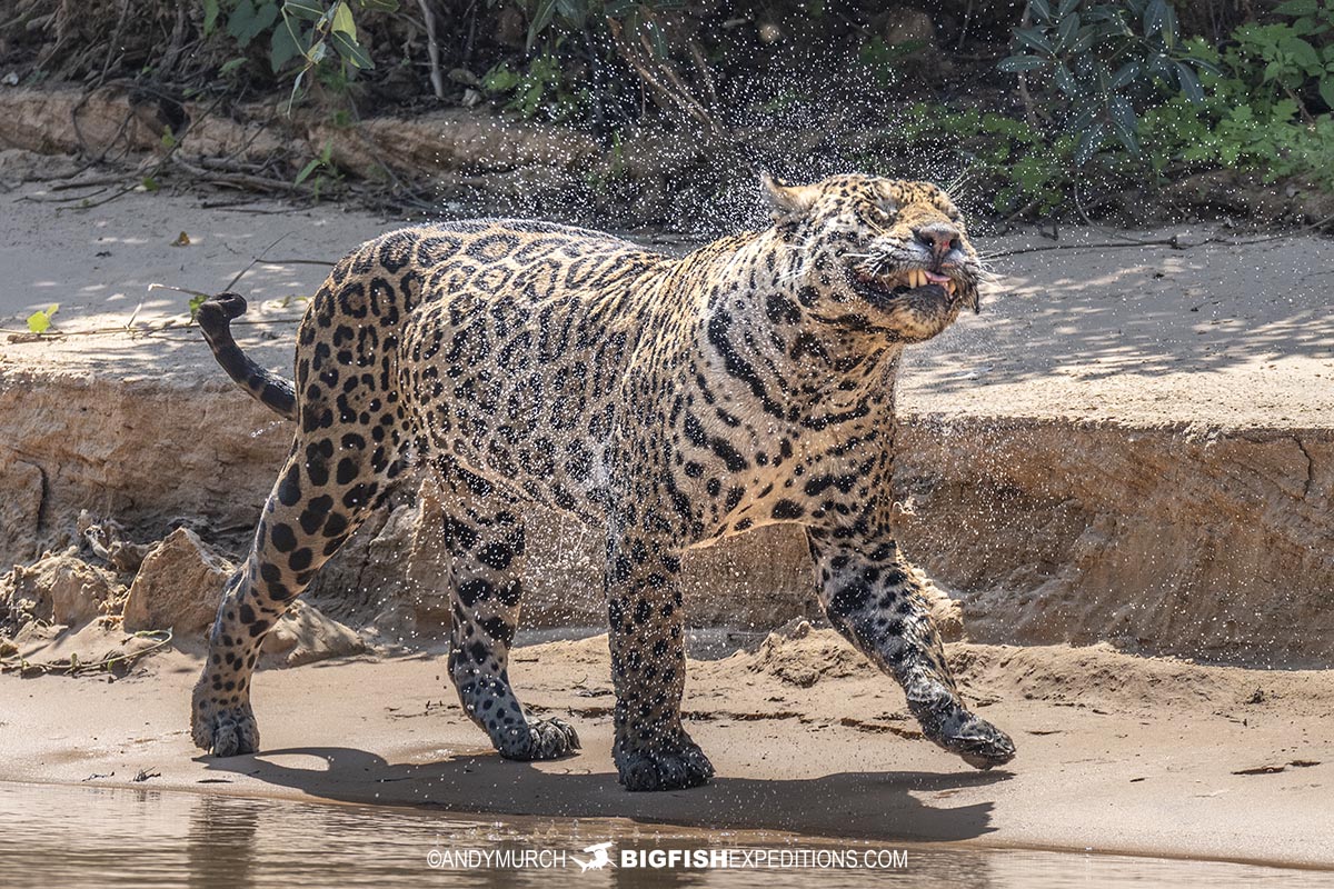 Jaguar shaking water off fur in the Brazilian Pantanal.