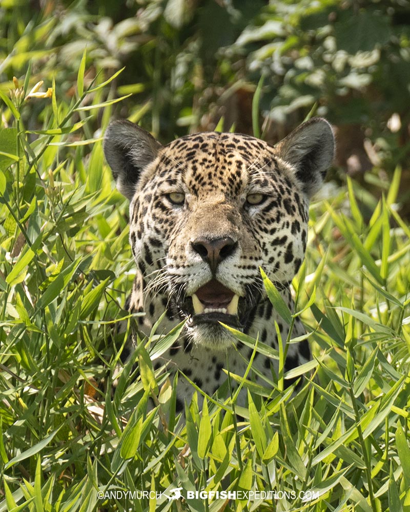 Jaguar hunting in the Brazilian Pantanal.