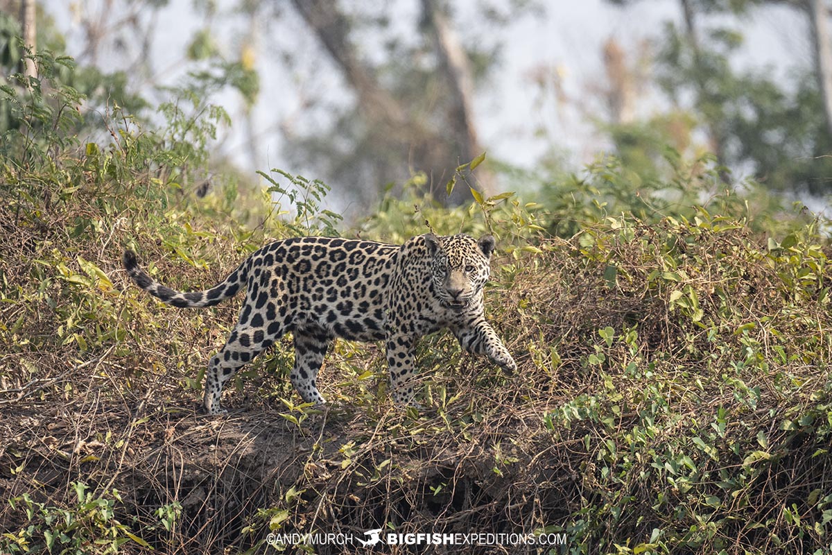 Jaguar hunting in the forest.