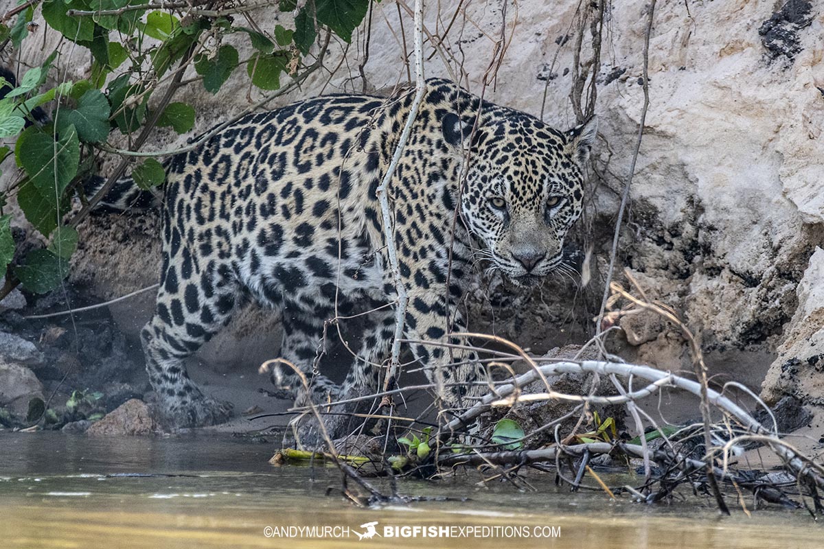 Jaguar photography tour in the brazilian pantanal.