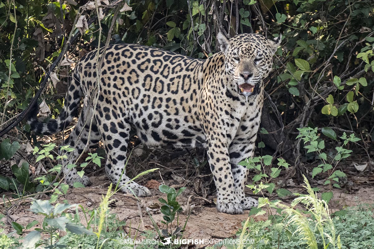 Jaguar photography tour in the brazilian pantanal.