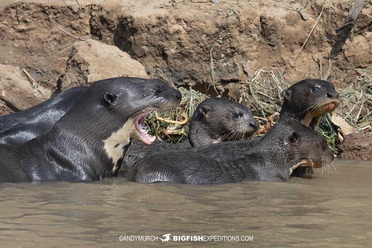 Giant river otter family