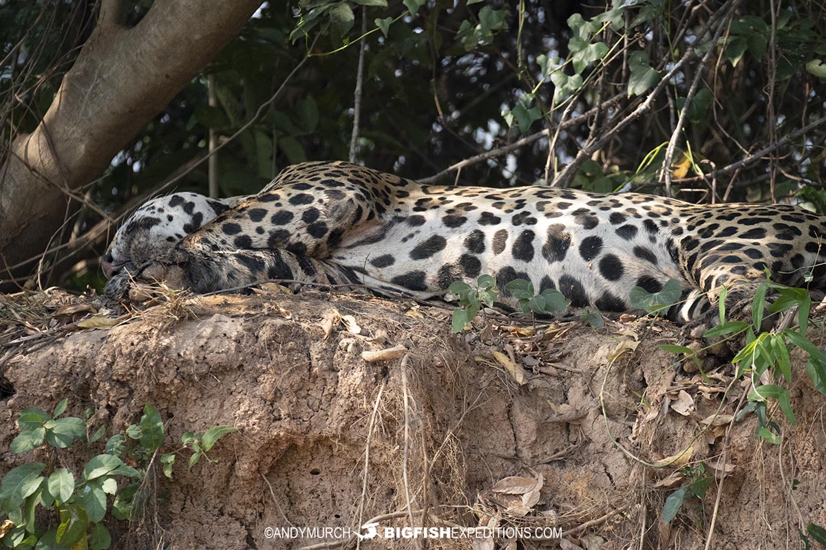 Sleeping jaguar