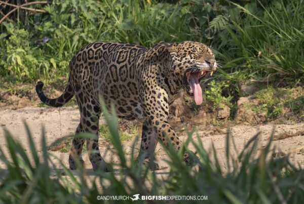 Jaguar photography tour in the brazilian pantanal.