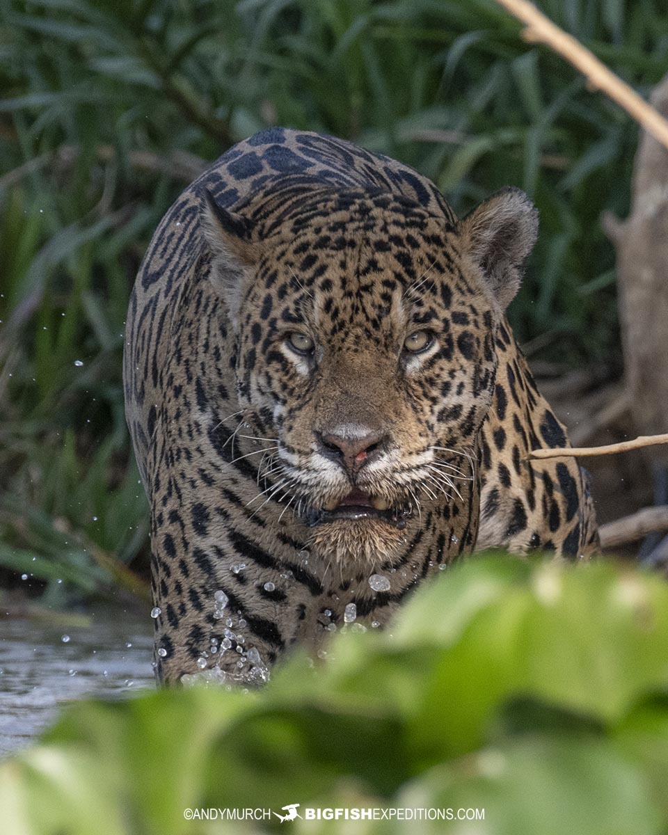 Jaguar hunting in the river.