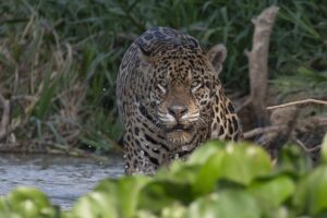 Jaguar hunting in the river.