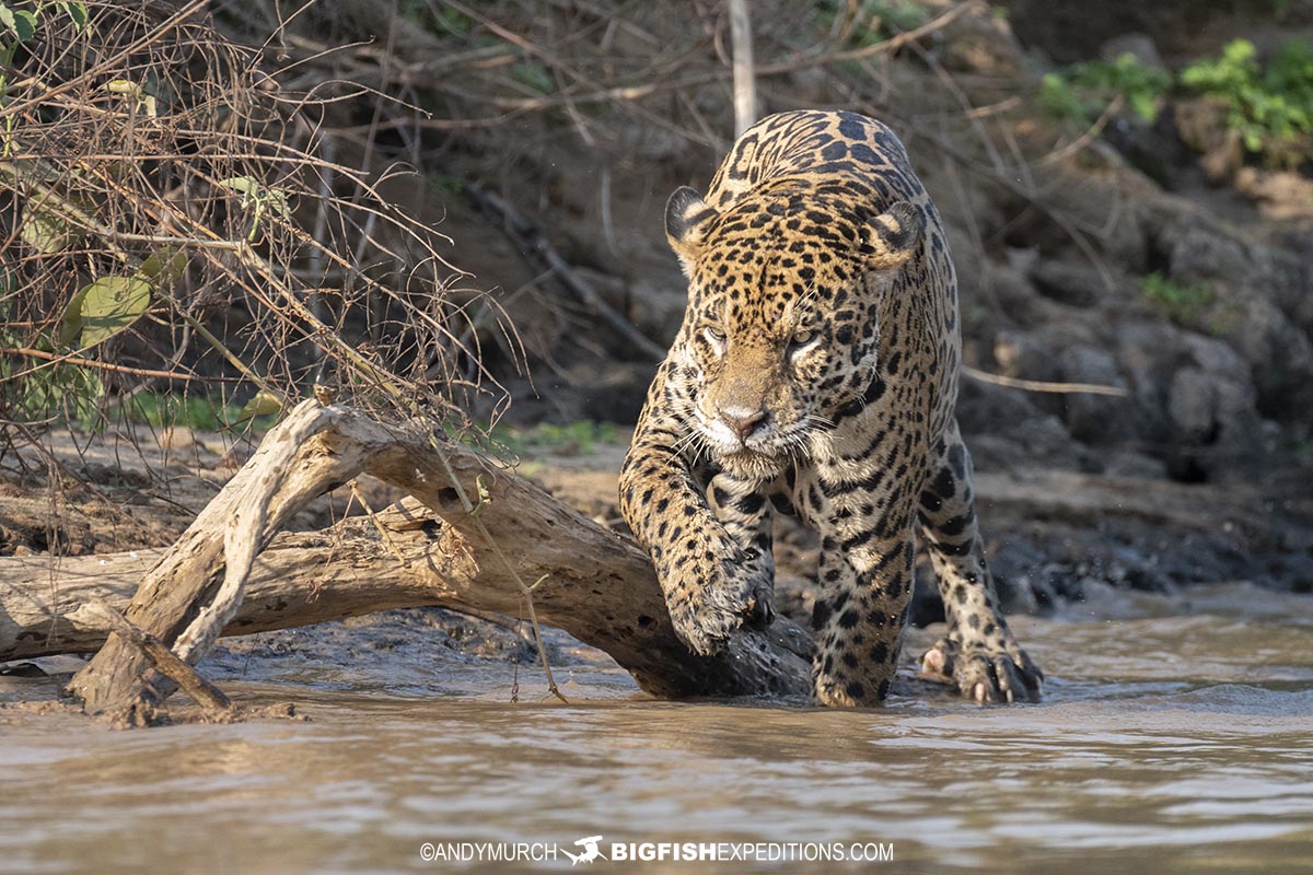 Jaguar hunting in the river.