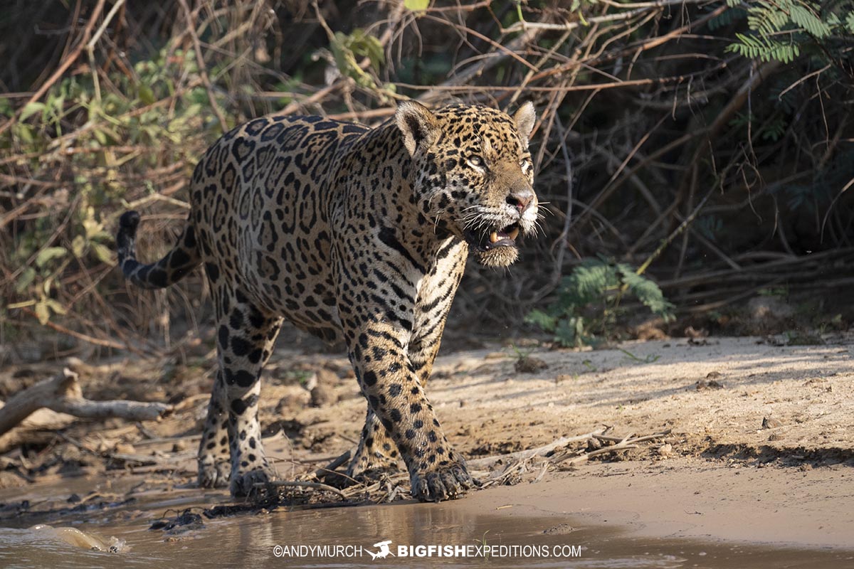 Jaguar hunting in the river.