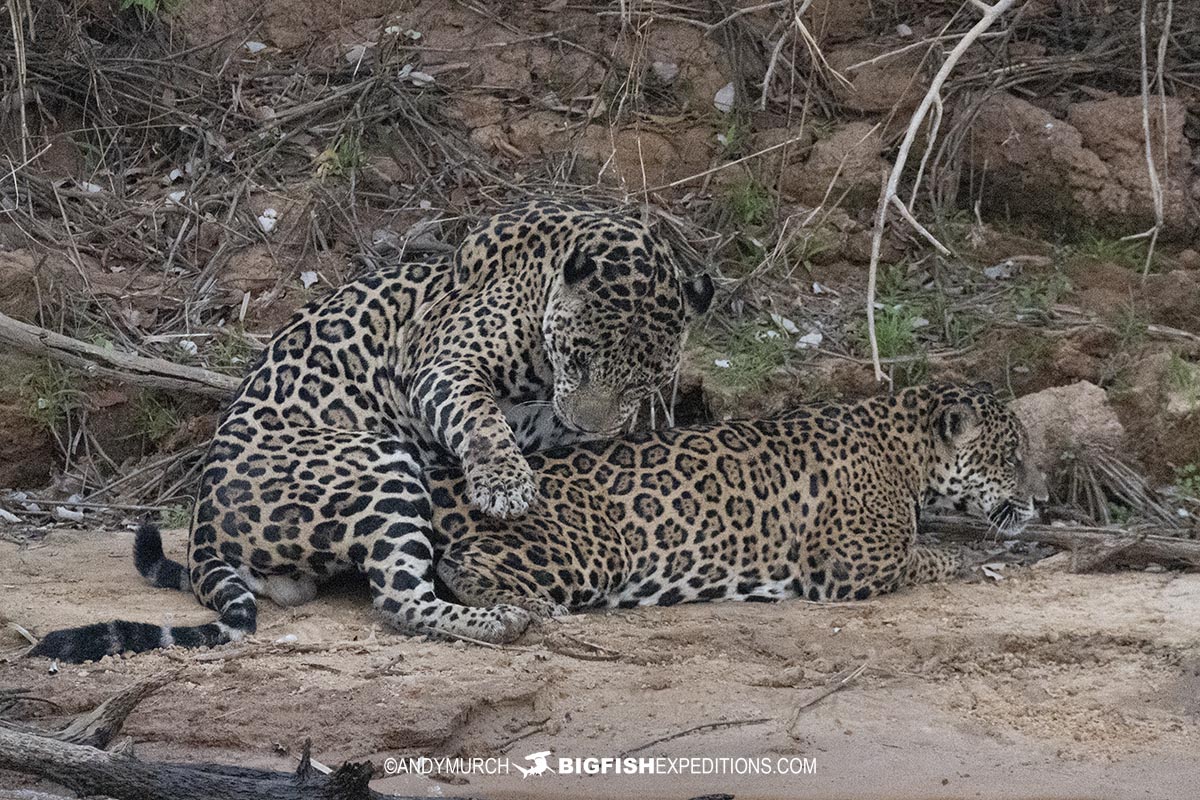 Mating jaguars in the pantanal.