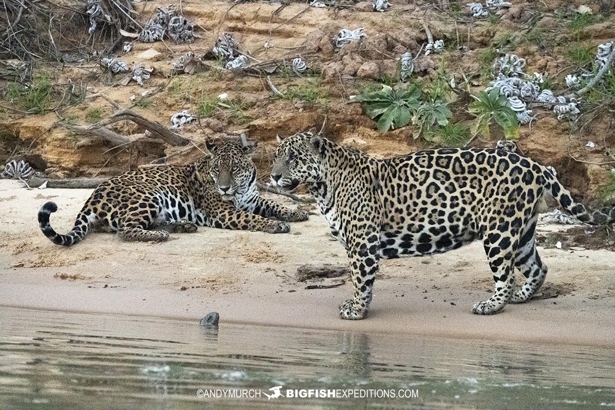 Mating jaguars in the pantanal.