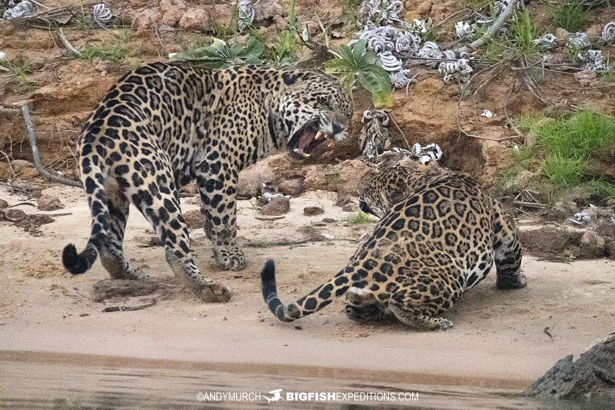 Mating jaguars in the pantanal.