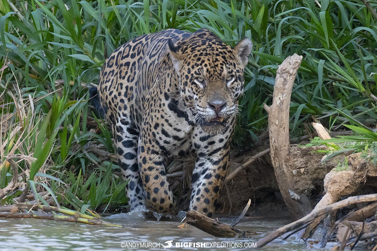 Best jaguar photography tour.