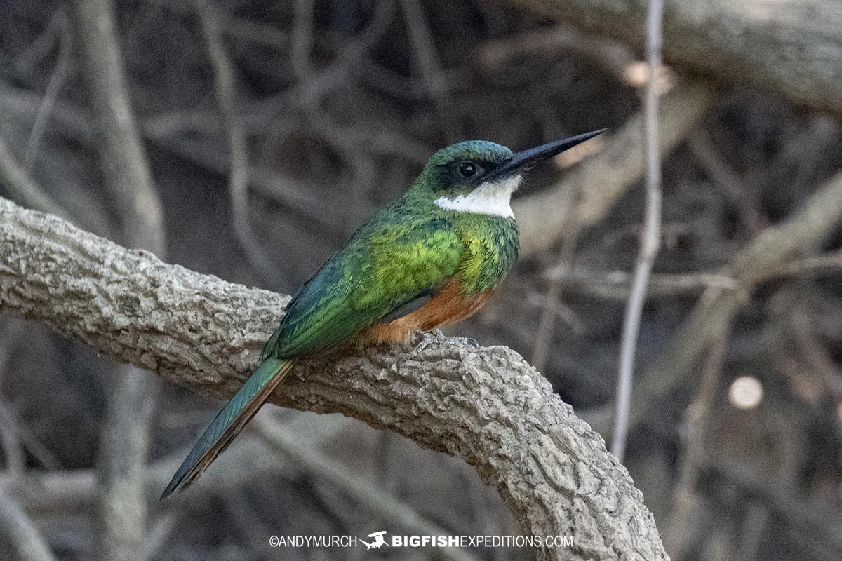 Kingfisher in the Pantanal.