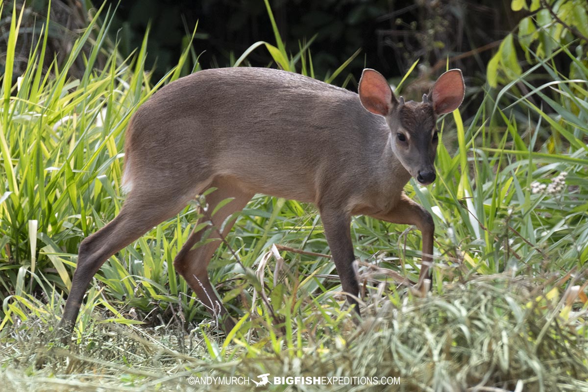 Marsh Deer in the Pantanal.