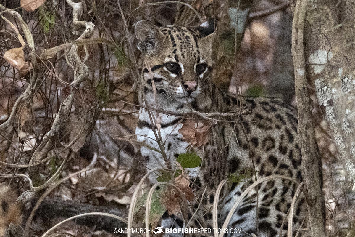 Ocelot tour in the Brazilian Pantanal.