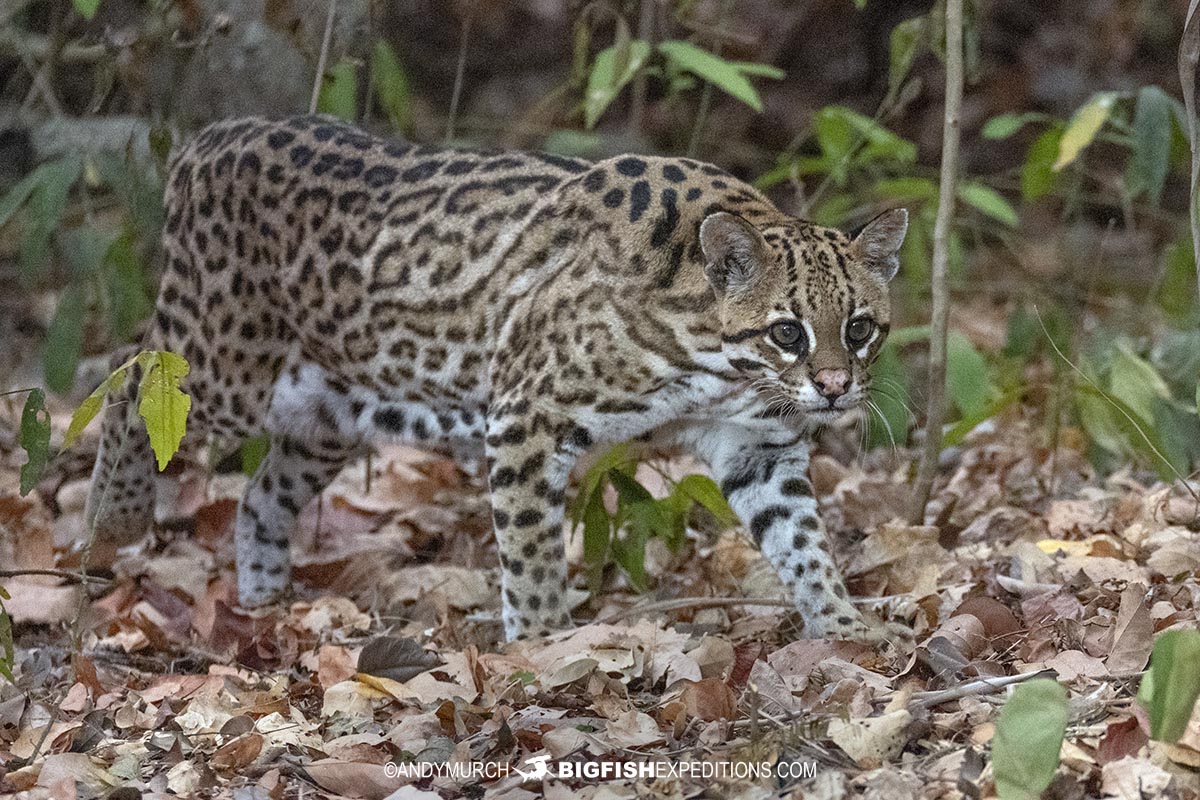 Ocelot tour in the Brazilian Pantanal.