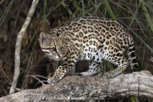 Ocelot tour in the Brazilian Pantanal.