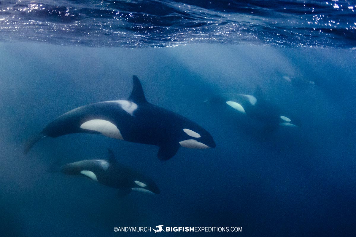 Orca snorkeling tour in Skervoy, Norway.