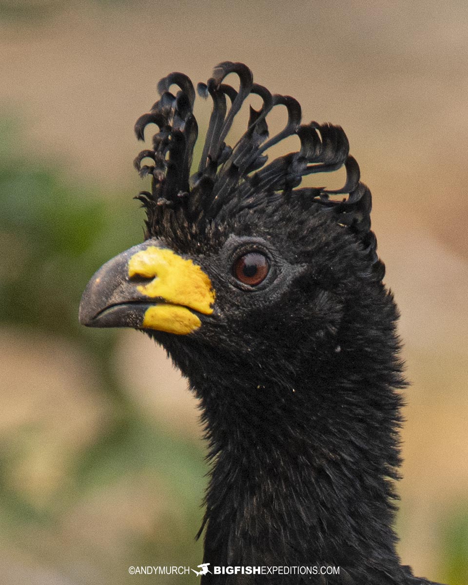 Pantanal bird watching tour.