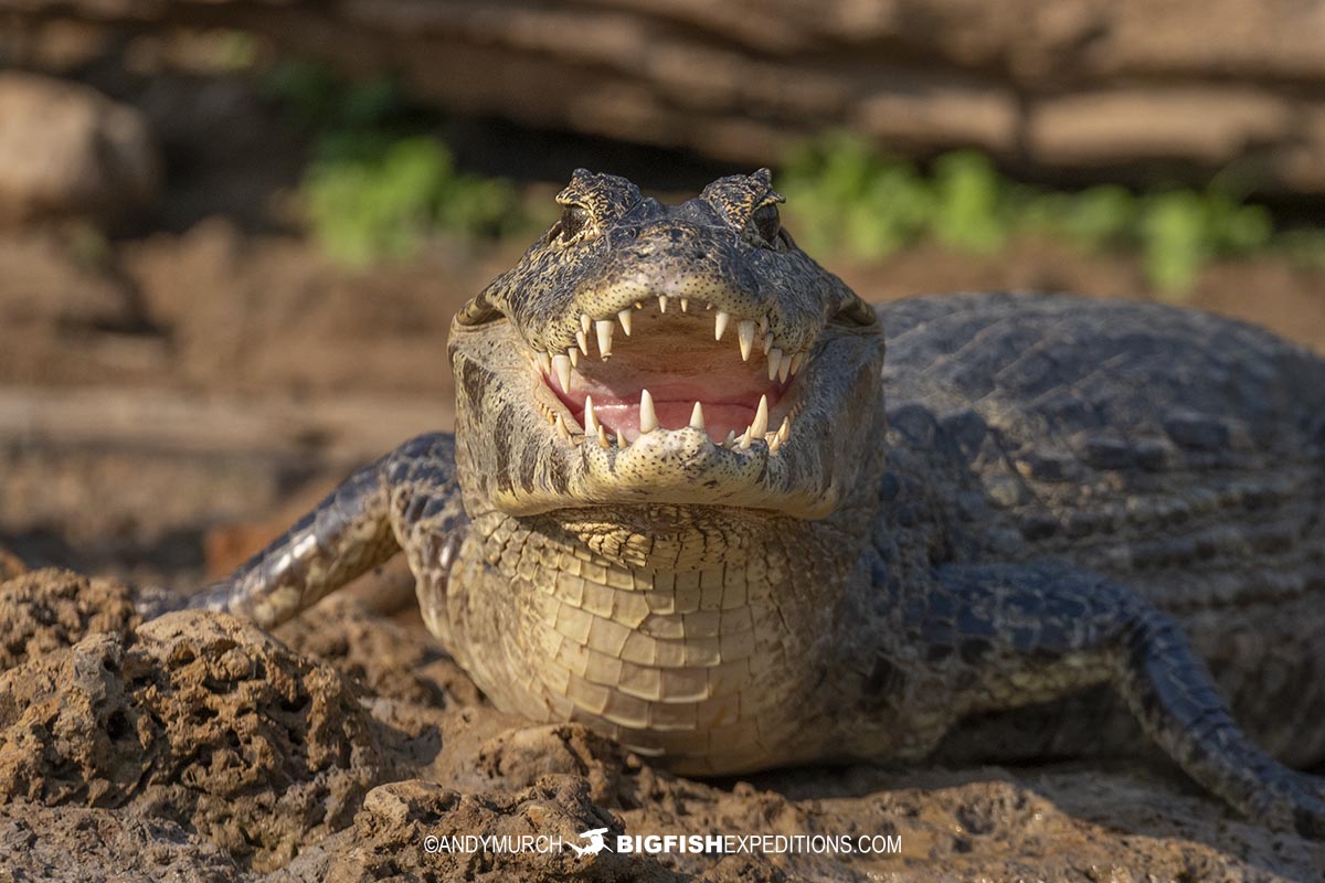 Jacare Caiman in the Brazilian Pantanal.