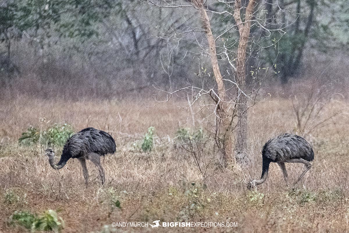 Giant Rheas in the Brazilian Pantanal.