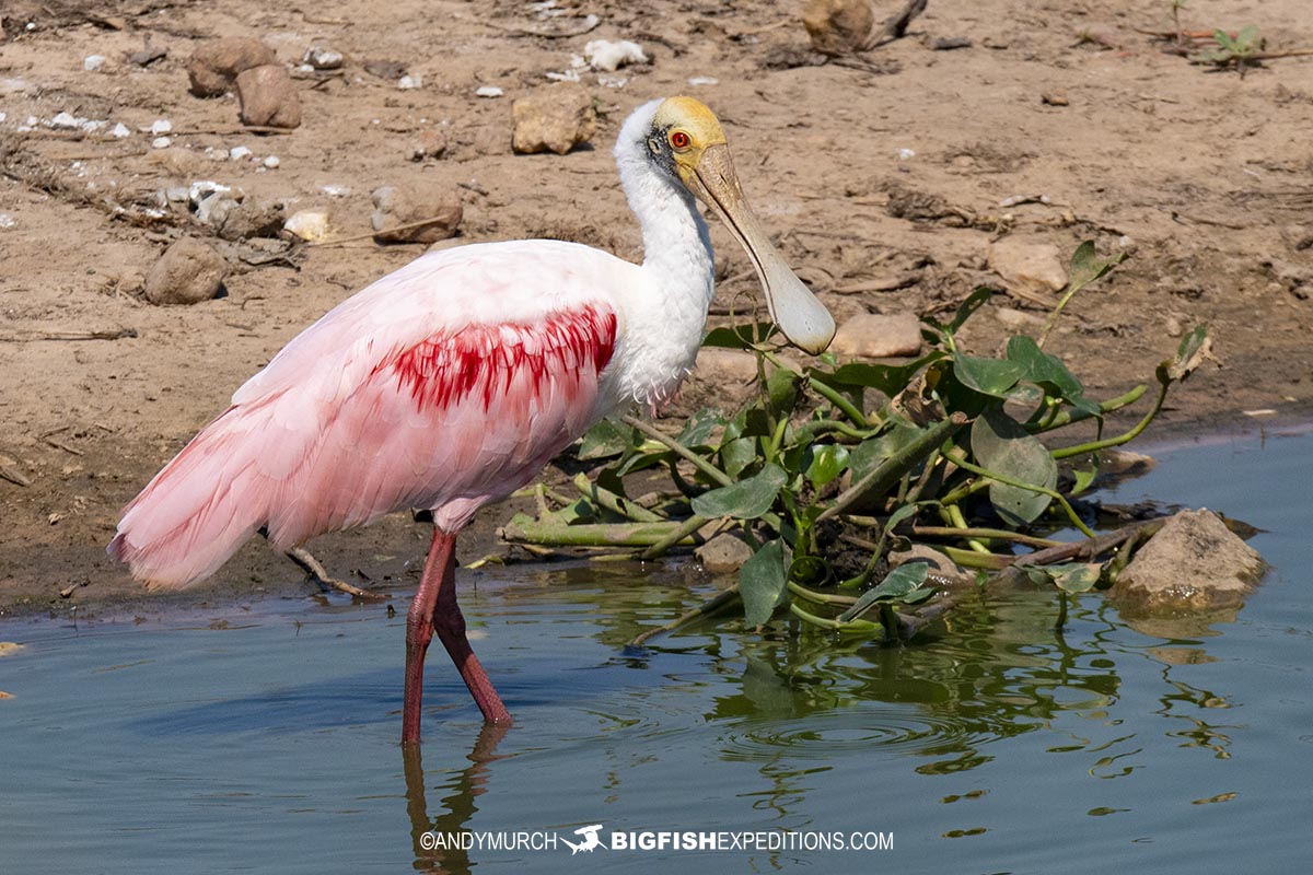 Rosette Spoonbill in the Pantanal bird watching tour.