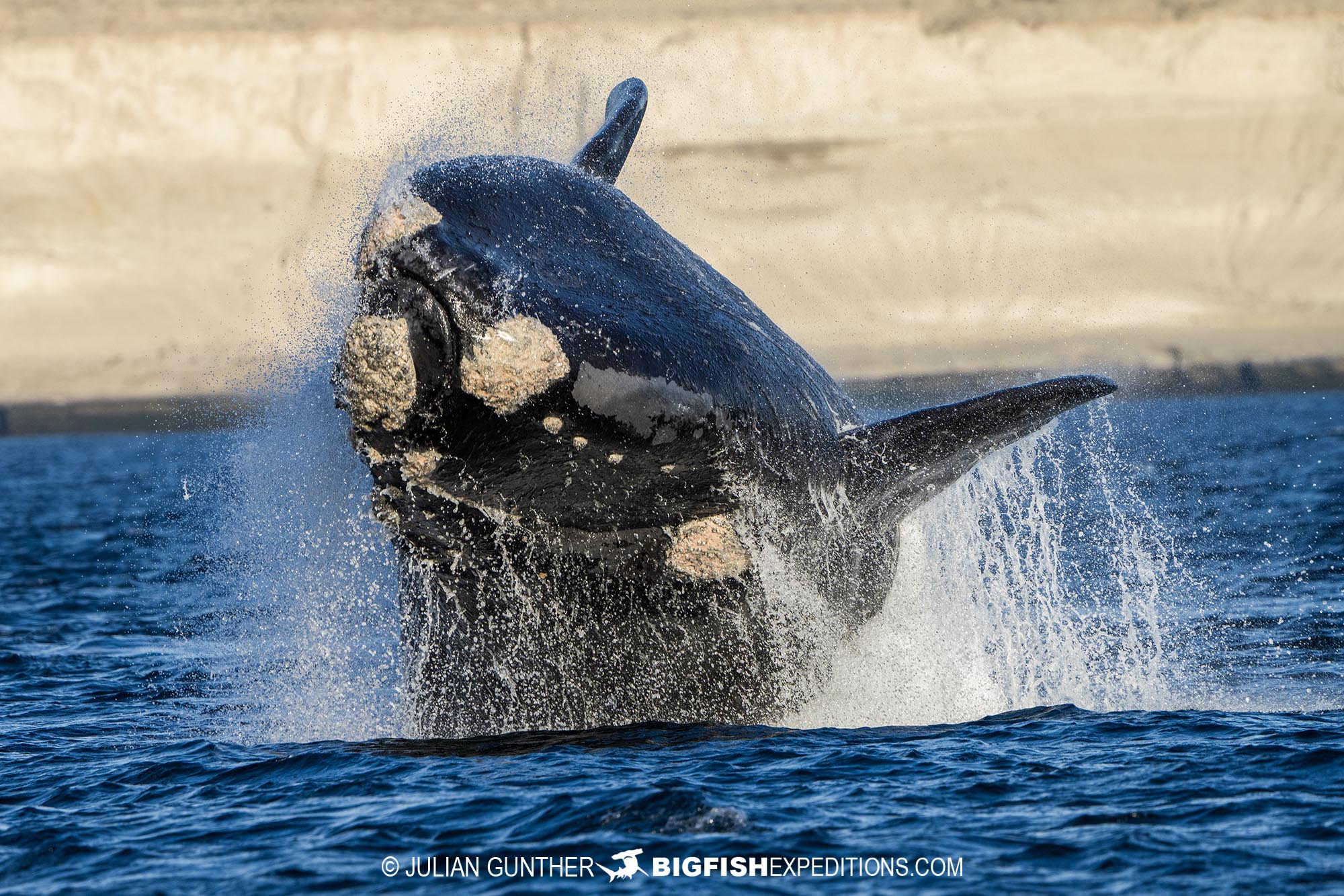 Breaching Southern Right Whale photography tour in Patagonia.