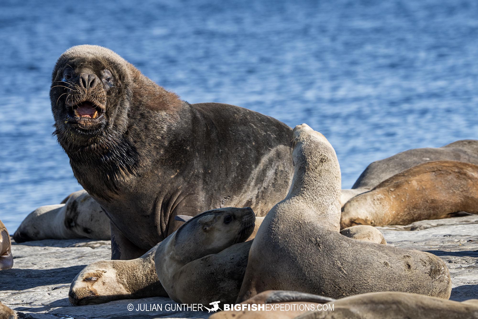 Southern Fur Seal in Patagonia.