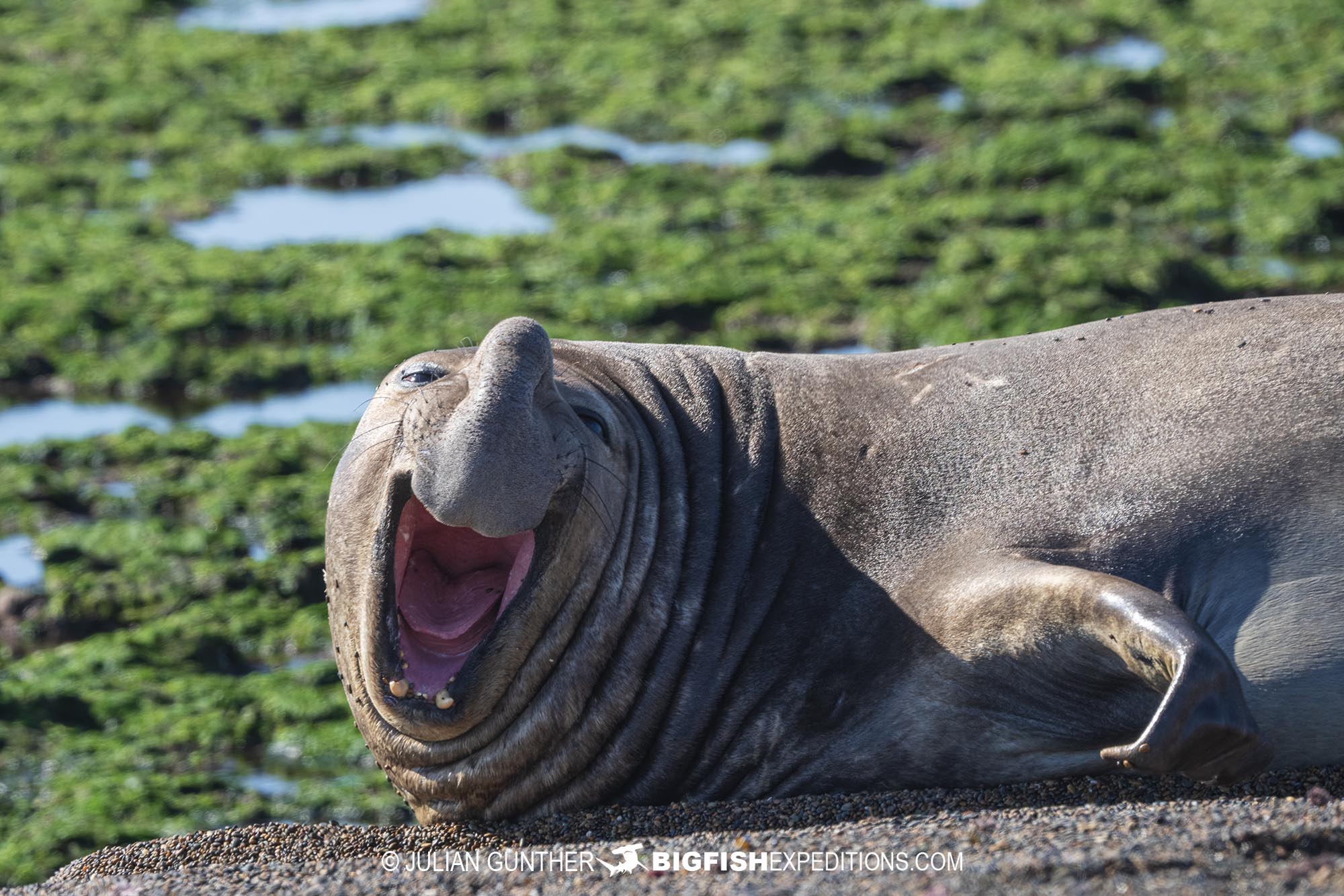 Southern Elephant Seal in Patagonia.