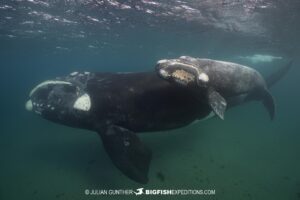 Mother and calf southern right whale snorkeling.