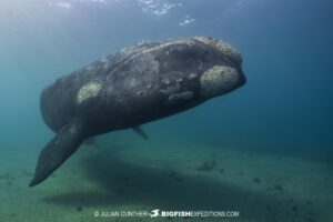 Southern right whale calf on our Patagonia diving and photography tour.