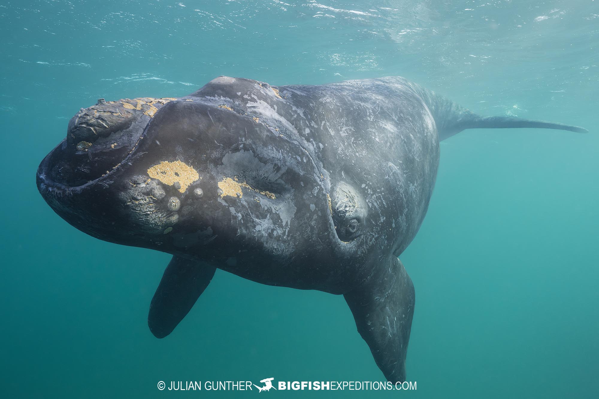 Southern right whale calf on our Patagonia diving and photography tour.