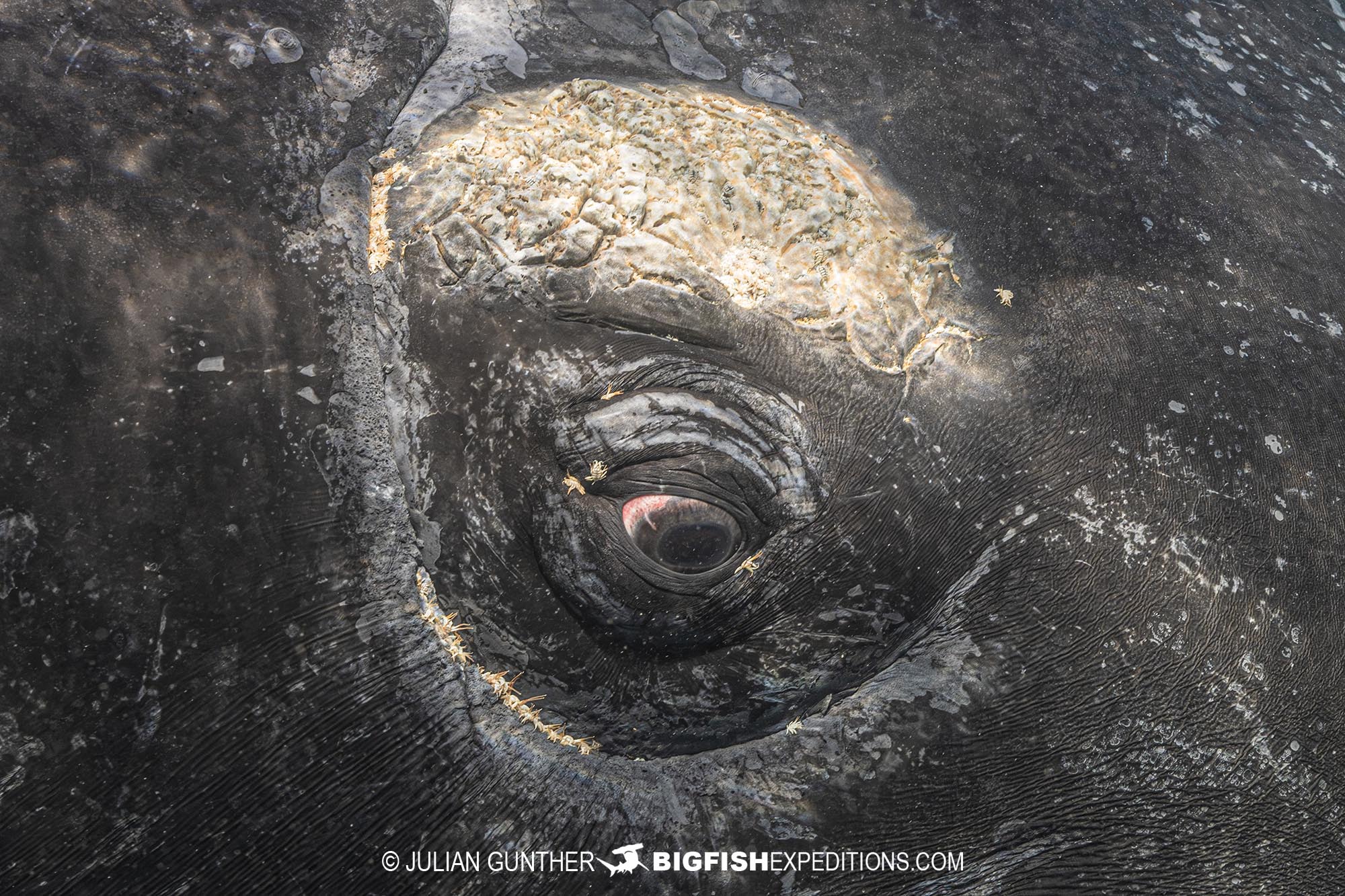 Whale eye close up on our Southern Right Whale diving and photography tour.