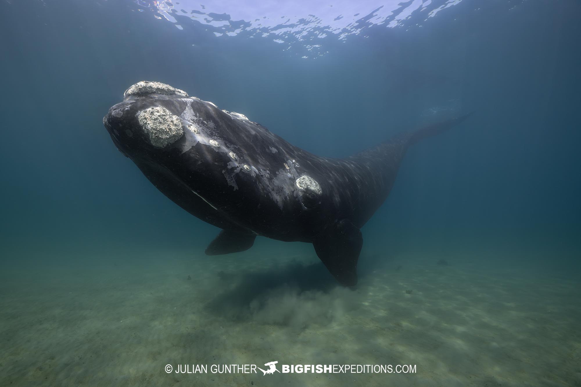 Southern Right Whale diving and photography tour.