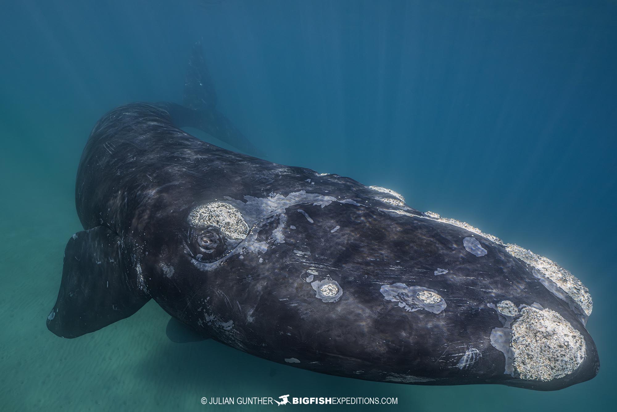 Southern Right Whale diving and photography tour.