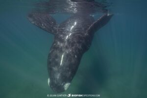 Southern Right Whale diving and photography tour