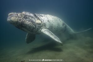 White calf on our Southern Right Whale diving and photography tour.