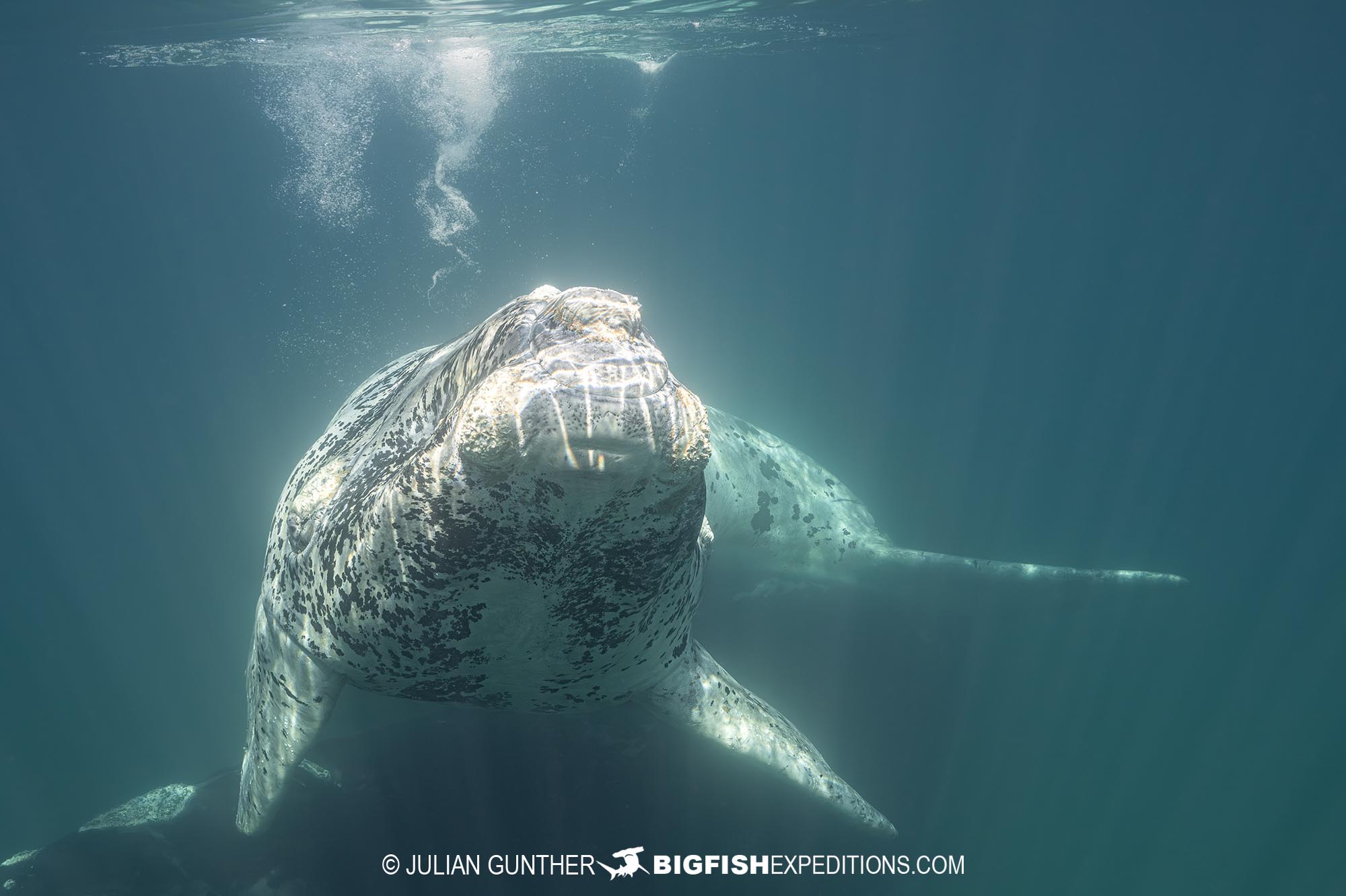 White calf on our Southern Right Whale diving and photography tour.