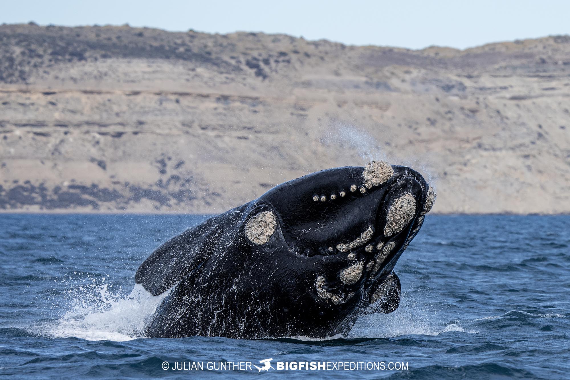 Snorkeling with southern right whales in Patagonia.