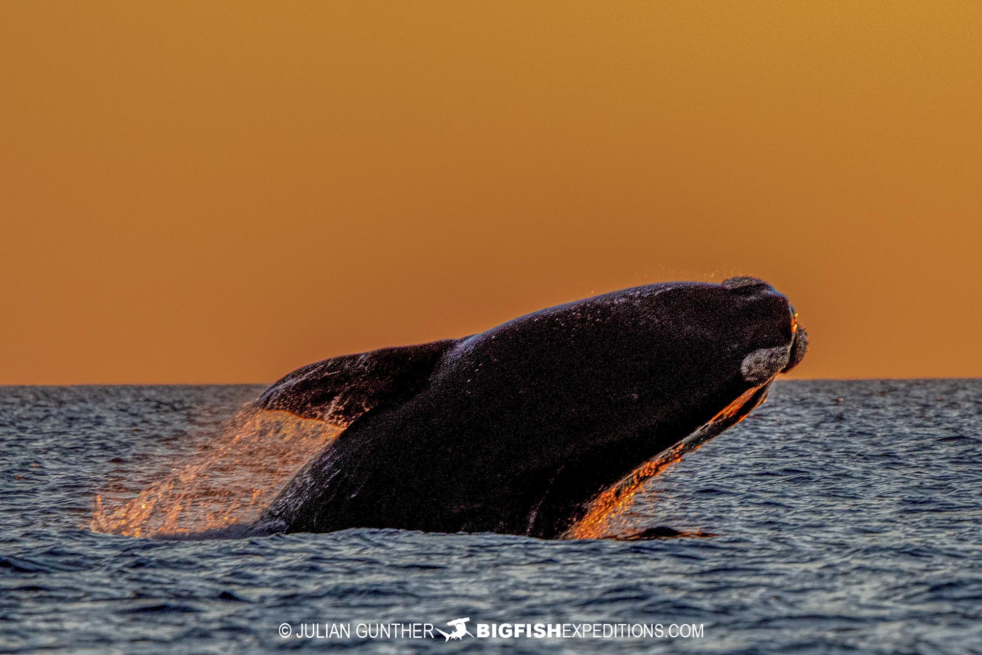 Southern Right Whale breaching at Sunset.