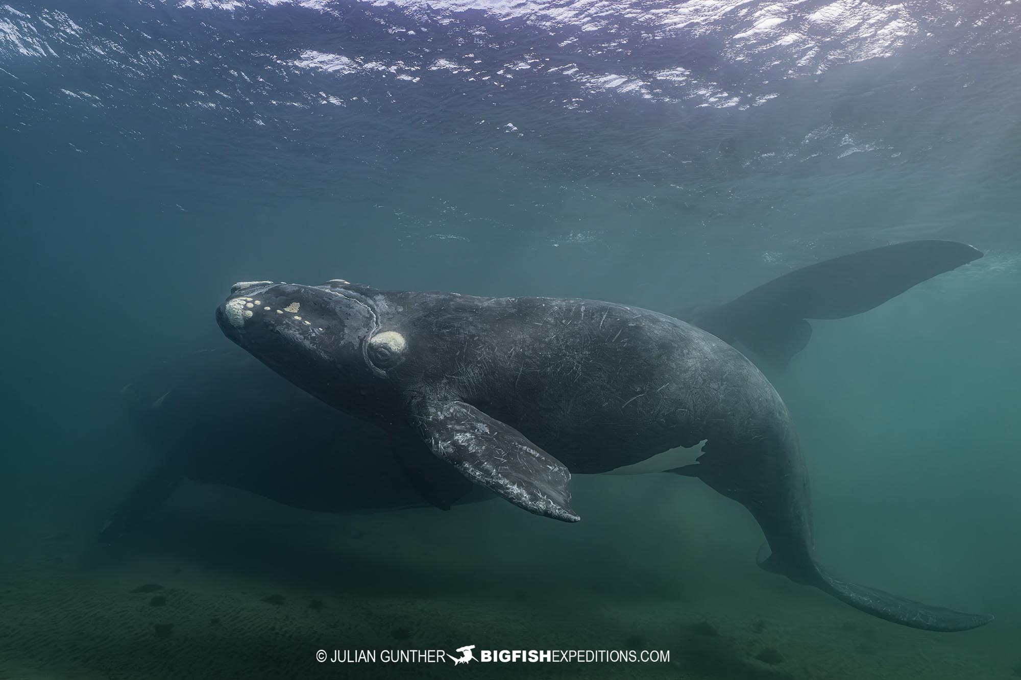 Snorkeling with southern right whales in Patagonia.