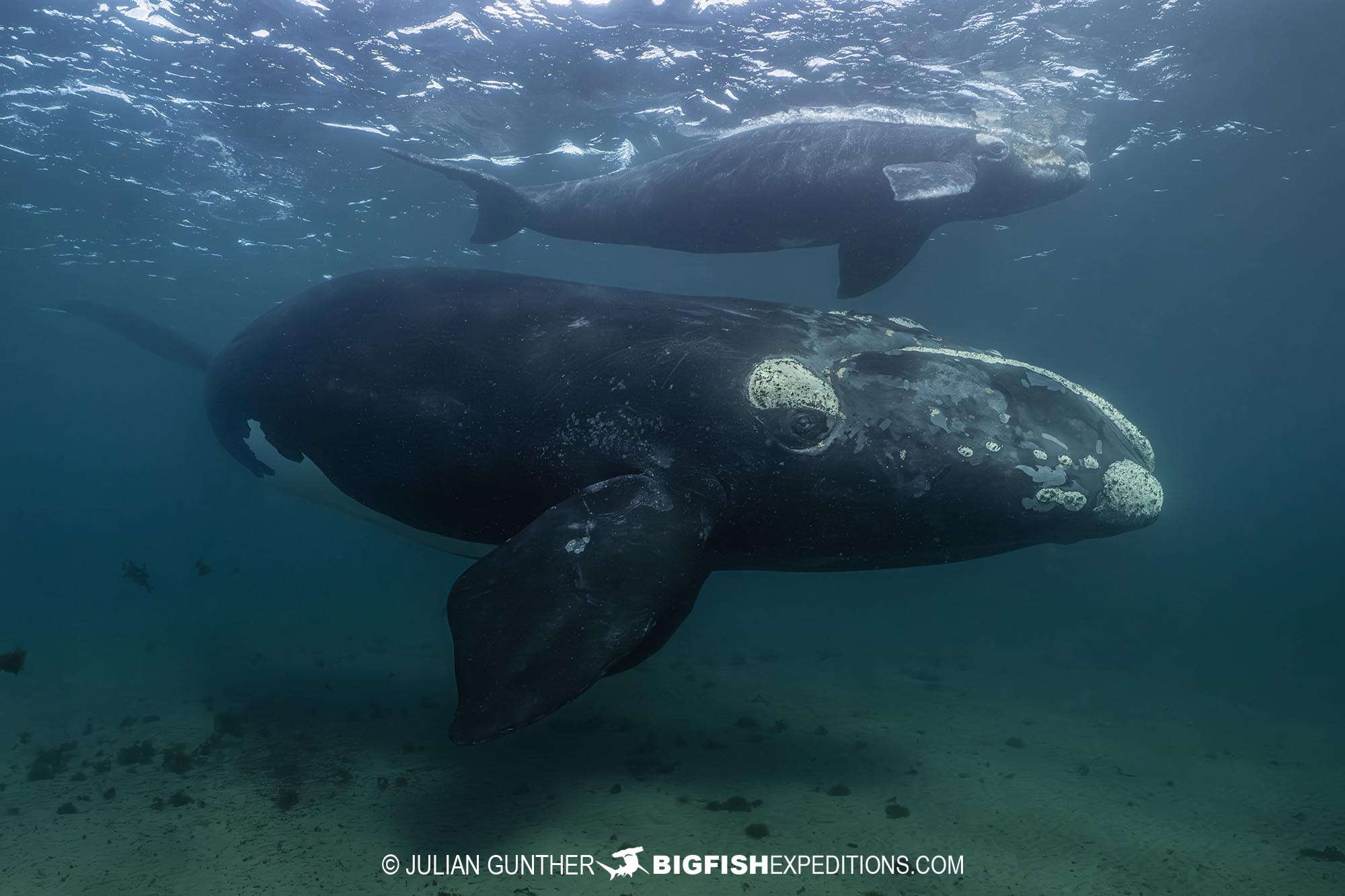 Snorkeling with southern right whales in Patagonia.