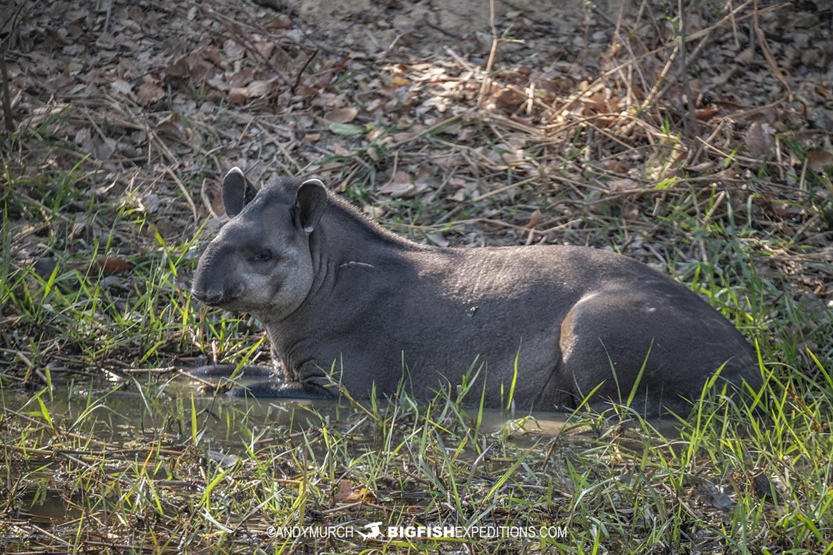 Tapir in the Pantanal.